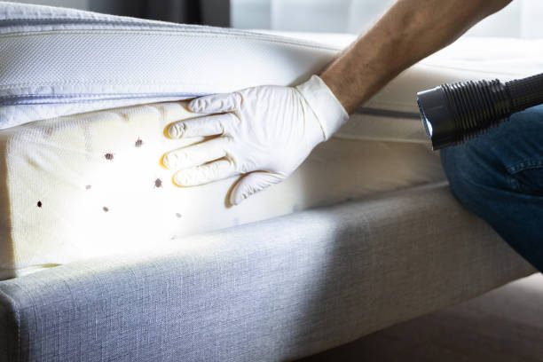 Best Rat Extermination Near Me  in Wilson Conococheague, MD